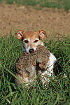 hundefotos parson_russell_terrier