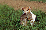 hundefotos parson_russell_terrier