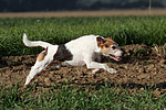 hundefotos parson_russell_terrier