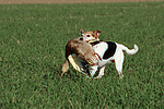 hundefotos parson_russell_terrier