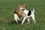 hundefotos parson_russell_terrier