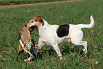 hundefotos parson_russell_terrier