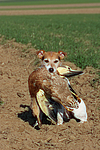hundefotos parson_russell_terrier