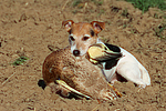 hundefotos parson_russell_terrier