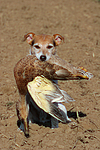 hundefotos parson_russell_terrier