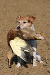 hundefotos parson_russell_terrier