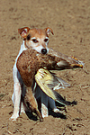 hundefotos parson_russell_terrier