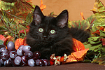 katzenfotos norwegische_waldkatze