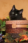 katzenfotos norwegische_waldkatze
