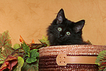 katzenfotos norwegische_waldkatze