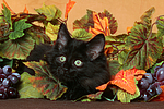 katzenfotos norwegische_waldkatze