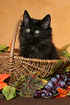 katzenfotos norwegische_waldkatze