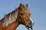 pferdefotos welsh_pony