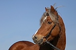 pferdefotos welsh_pony