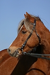pferdefotos welsh_pony
