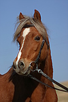 pferdefotos welsh_pony