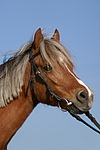 pferdefotos welsh_pony