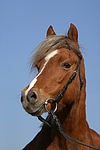 pferdefotos welsh_pony
