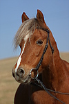 pferdefotos welsh_pony