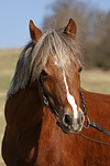 pferdefotos welsh_pony