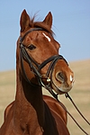 pferdefotos welsh_partbred