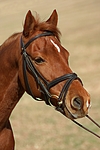 pferdefotos welsh_partbred