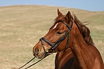 pferdefotos welsh_partbred