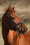 pferdefotos welsh_partbred