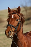 pferdefotos welsh_partbred
