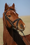 pferdefotos welsh_partbred