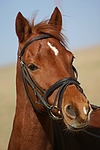 pferdefotos welsh_partbred