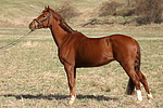 pferdefotos welsh_partbred