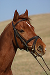 pferdefotos welsh_partbred