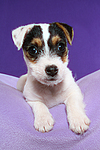 hundefotos parson_russell_terrier