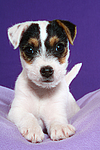 hundefotos parson_russell_terrier