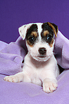 hundefotos parson_russell_terrier