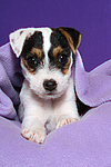 hundefotos parson_russell_terrier