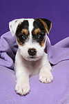 hundefotos parson_russell_terrier