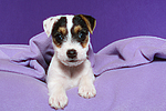 hundefotos parson_russell_terrier