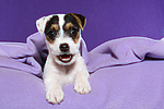hundefotos parson_russell_terrier