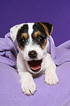 hundefotos parson_russell_terrier
