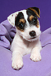 hundefotos parson_russell_terrier