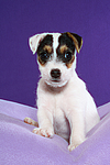 hundefotos parson_russell_terrier