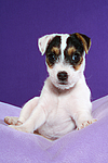 hundefotos parson_russell_terrier