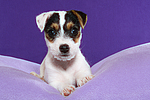 hundefotos parson_russell_terrier