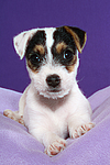 hundefotos parson_russell_terrier