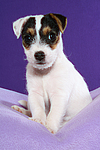 hundefotos parson_russell_terrier