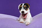 hundefotos parson_russell_terrier