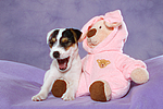 hundefotos parson_russell_terrier