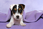 hundefotos parson_russell_terrier